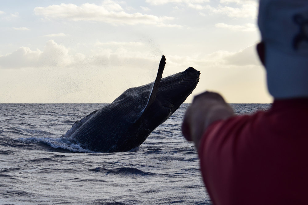 Best Whale Watching Tours in Long Beach, CA